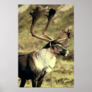 Suche nach karibu poster Antlers
