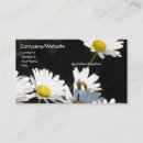 Suche nach weißes gänseblümchen visitenkarten Natur