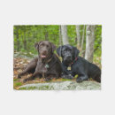 Suche nach schwarzer labrador decken Haustiere