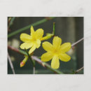 Suche nach jasmin postkarten Gelb