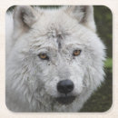 Suche nach wolf untersetzer Wild