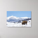Suche nach amerikanischer büffel leinwandbilder Natur