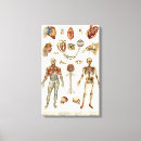 Suche nach medizinische leinwandbilder Anatomie