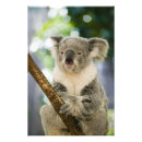 Suche nach ozeanien kunst Australien
