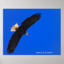 Suche nach blauer himmel poster Natur