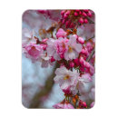 Suche nach kirschblüte blüte magnete Rosa