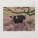 Suche nach kuh sprichwort postkarten Farm