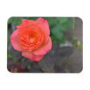 Suche nach natur magnete Blumenreich