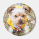 Suche nach yorkie hund magnete Fotografie