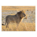 Suche nach male lion poster Tierwelt
