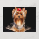 Suche nach yorkshire terrier postkarten Tier
