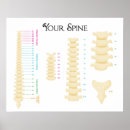 Suche nach spine poster Chiropractic
