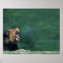 Suche nach panthera poster Tierwelt