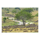 Suche nach serengeti nationalpark poster Wildnis