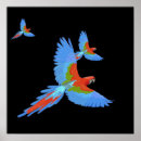 Suche nach macaws poster Papageien