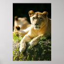 Suche nach löwe und löwin poster Afrikanisch