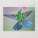 Suche nach tropische kolibris postkarten Regenwald