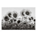 Suche nach digital poster Blume