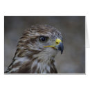 Suche nach buteo Jagd