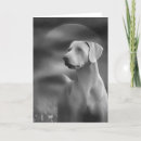 Suche nach weimaraner karten Welpe