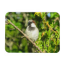 Suche nach spatz magnete Vögel