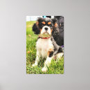 Suche nach cavalier king charles spaniel kunst poster Pet
