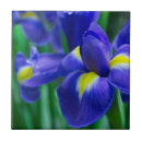 Suche nach schwertlilien fliesen Blumen