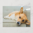 Suche nach coucher postkarten Hund