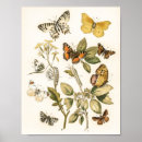 Suche nach kirby poster Schmetterling