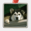 Suche nach alaskischer malamute Hündchen