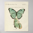Suche nach vintage butterfly poster Schmetterling
