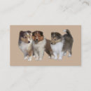 Suche nach sheltie Collie