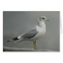 Suche nach möve postkarten Küste