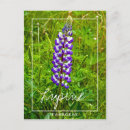 Suche nach lupine postkarten Lupinus