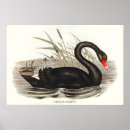 Suche nach schwarzer schwan poster Vintag