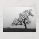 Suche nach friedliche natur postkarten Baum