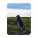 Suche nach magellanic Vogel