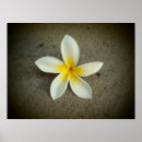 Suche nach plumeria poster Tropisch