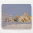 Suche nach ursus maritimus mousepads Meeressäuger