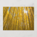 Suche nach trennung postkarten Wald