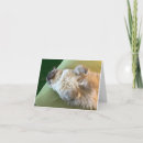 Suche nach ragdoll katze karten Tiere