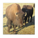 Suche nach bison fliesen Natur