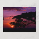 Suche nach serengeti postkarten Sonnenuntergang