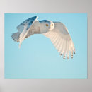 Suche nach schneeeule poster Vogel