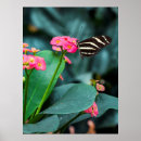 Suche nach schmetterling poster Rosa