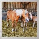 Suche nach pferd poster Tierisch