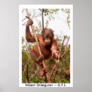 Suche nach orang utan baby poster Tiere