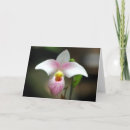Suche nach rosa orchideen karten Fotografie