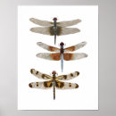 Suche nach damselfly Schmetterling