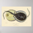 Suche nach rochen poster Fisch